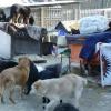 Od listopada 2011 roku w naszej szkole trwała zbiórka żywności, koców, ręczników dla podopiecznych schroniska. W lutym 2012 został przekazana wspaniałym zwierzętom czekającym na prawdziwy dom...